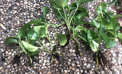 Do You Suspect Your Plants Are Suffering from Root Rot? | Katy ...