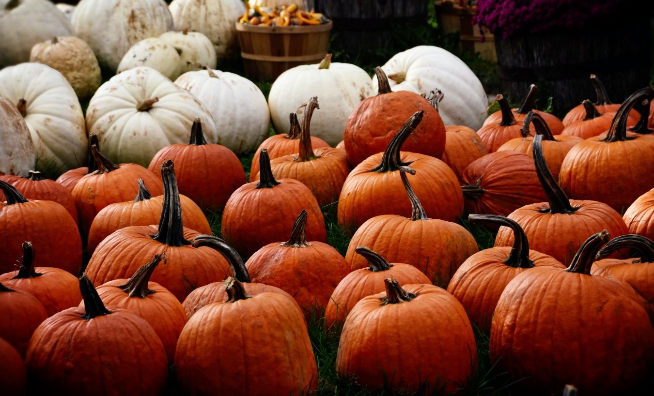 Halloween at the Hatchery (2)