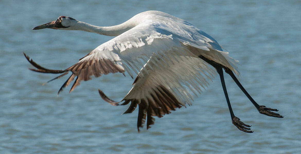 Whooping Cranes