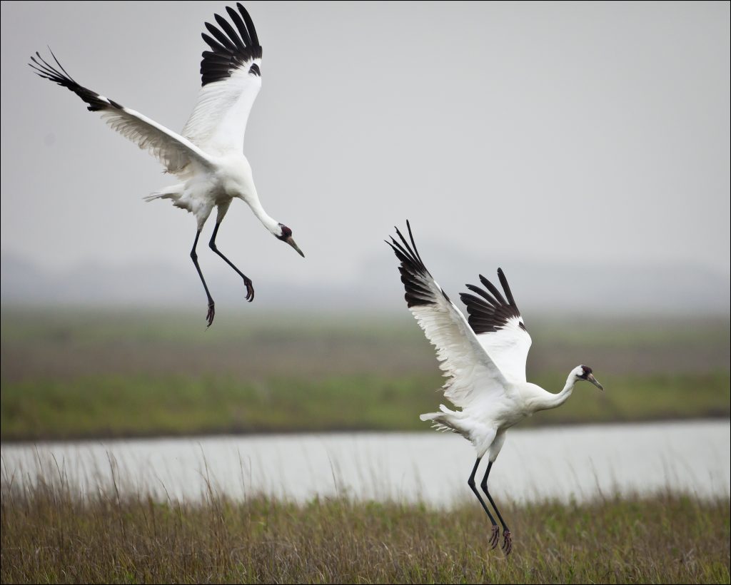Whooping Cranes 2