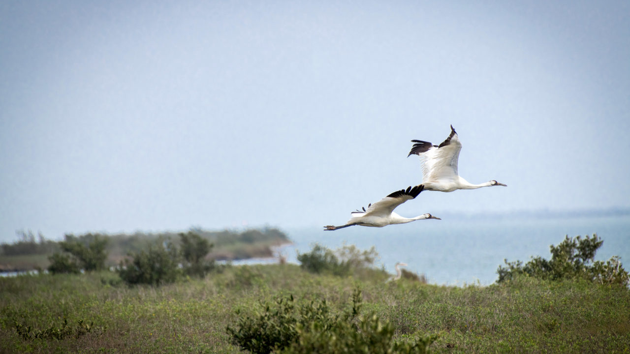  Whooping Cranes 3