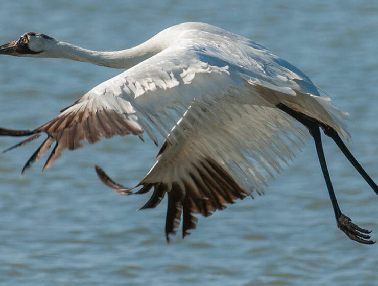 Whooping Cranes
