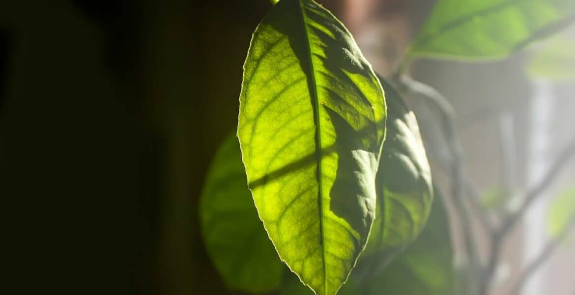 sunlight house plants