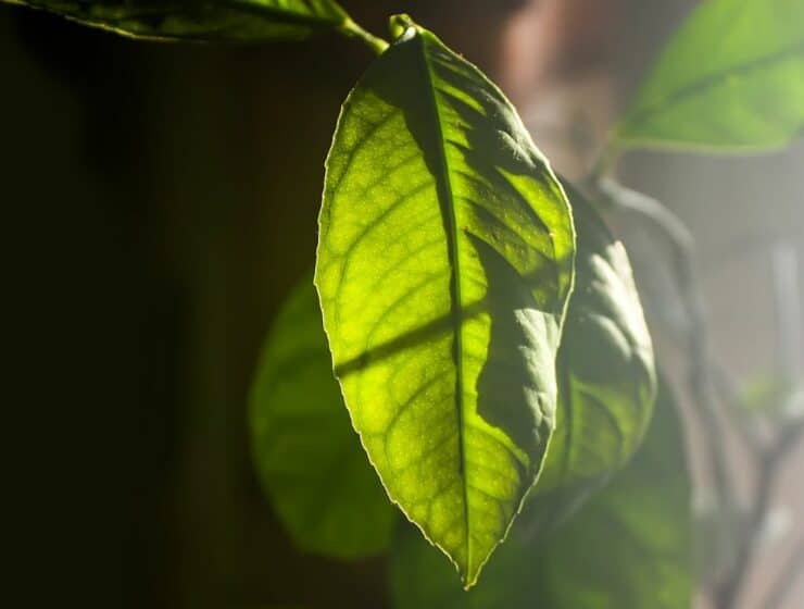 sunlight house plants