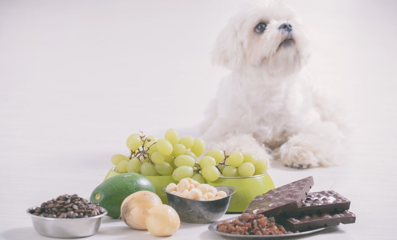 toxic food for dog